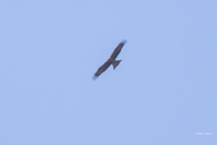 Black Kite