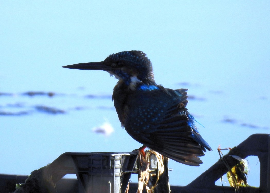 Common Kingfisher