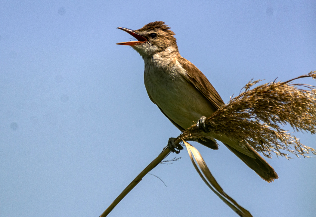 Great Reed Warbler