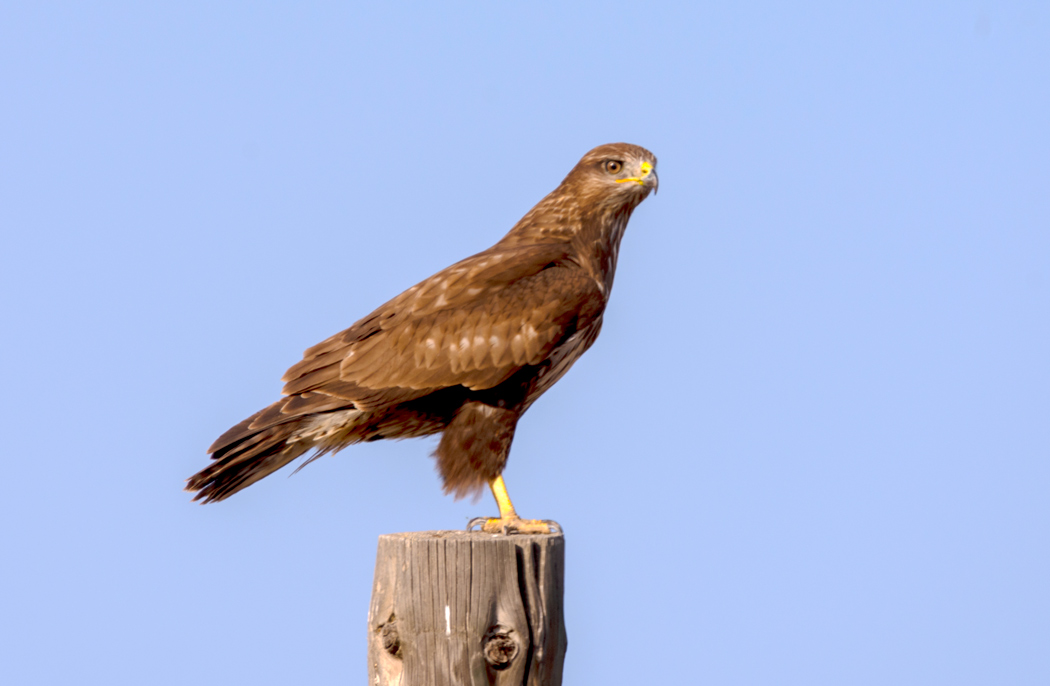 Common Buzzard