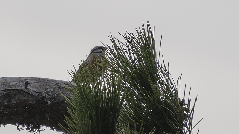 Rock Bunting