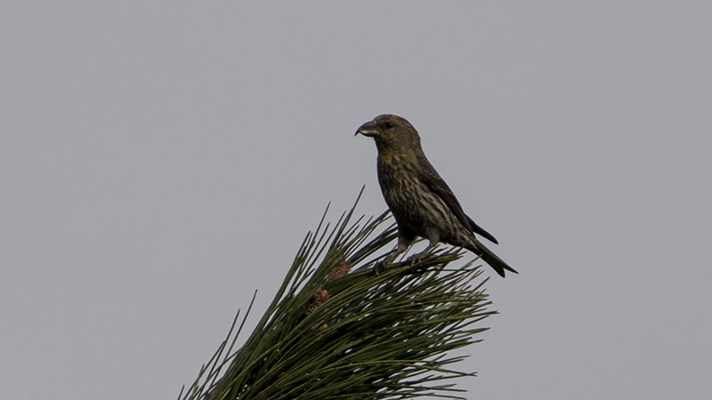 Red Crossbill