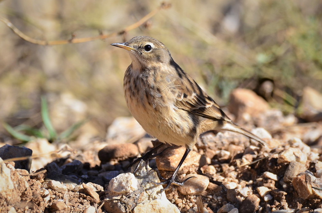 Water Pipit