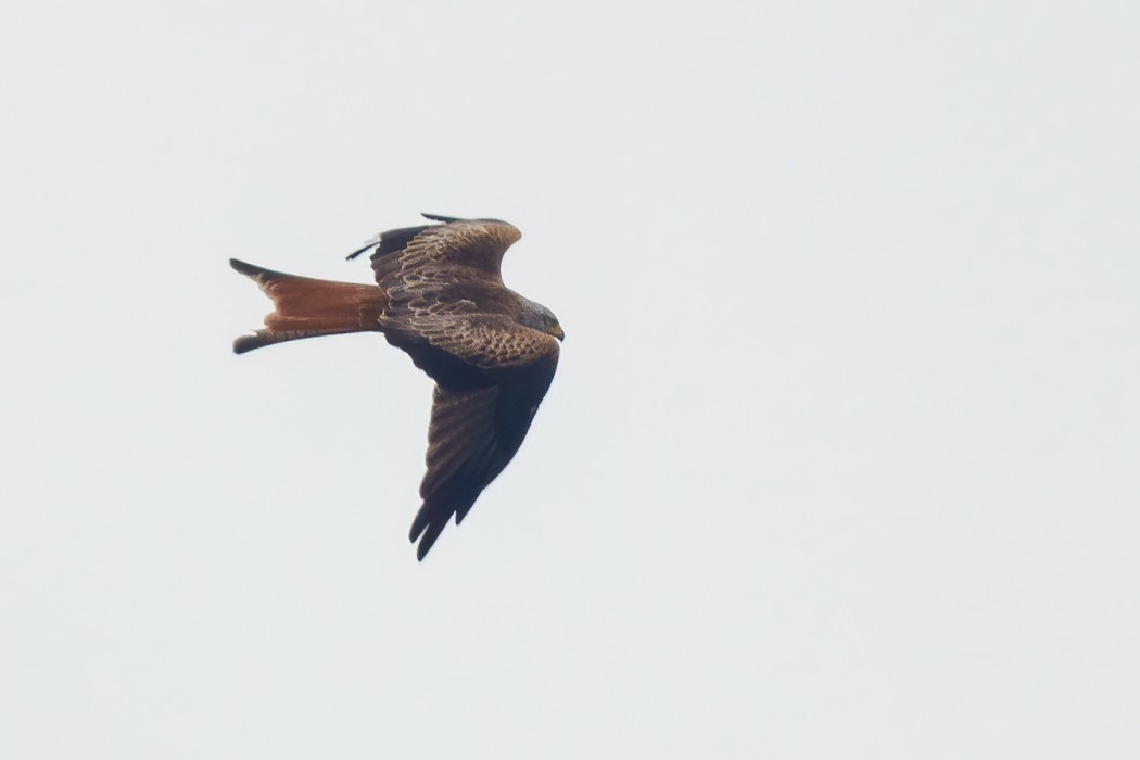 Red Kite