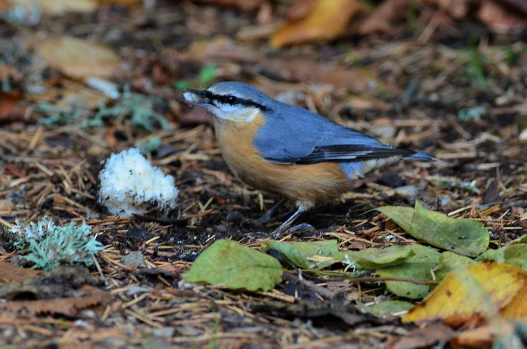 Eurasian Nuthatch