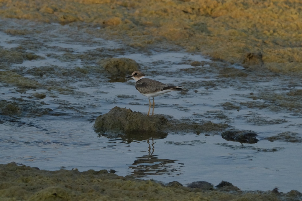 Kentish Plover