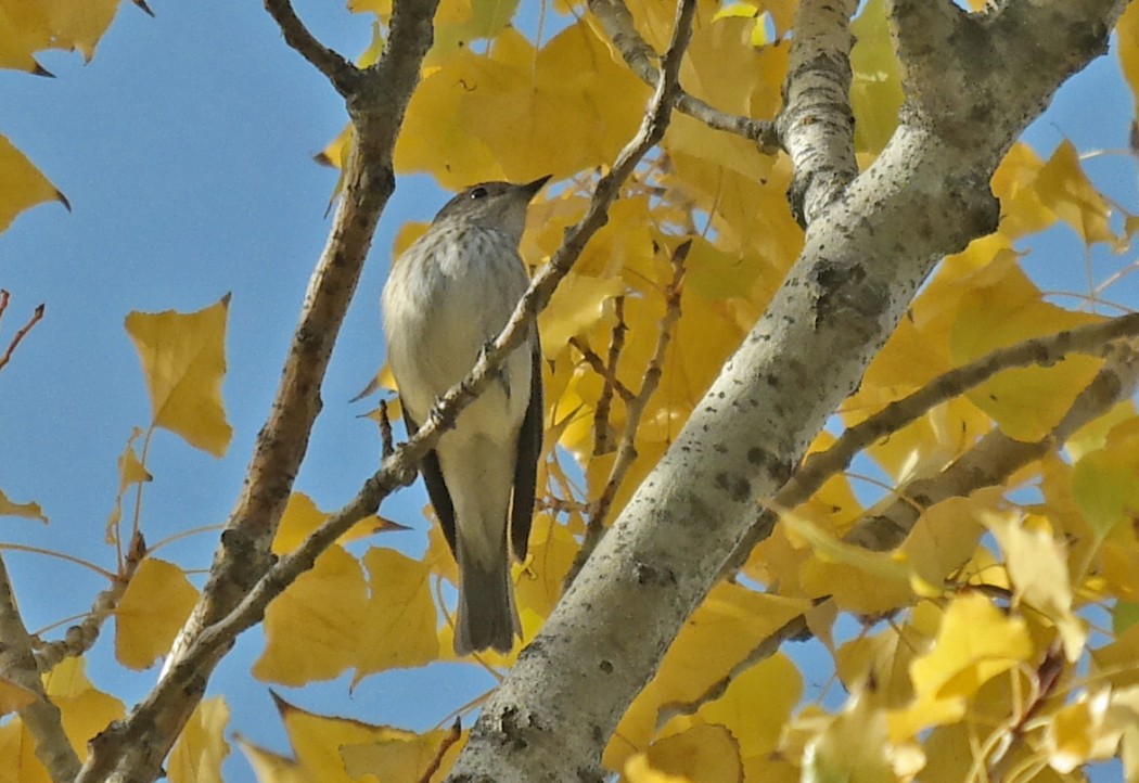 Spotted Flycatcher