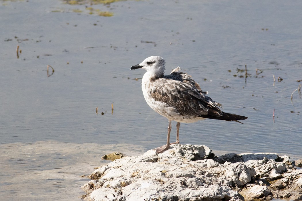Armenian Gull