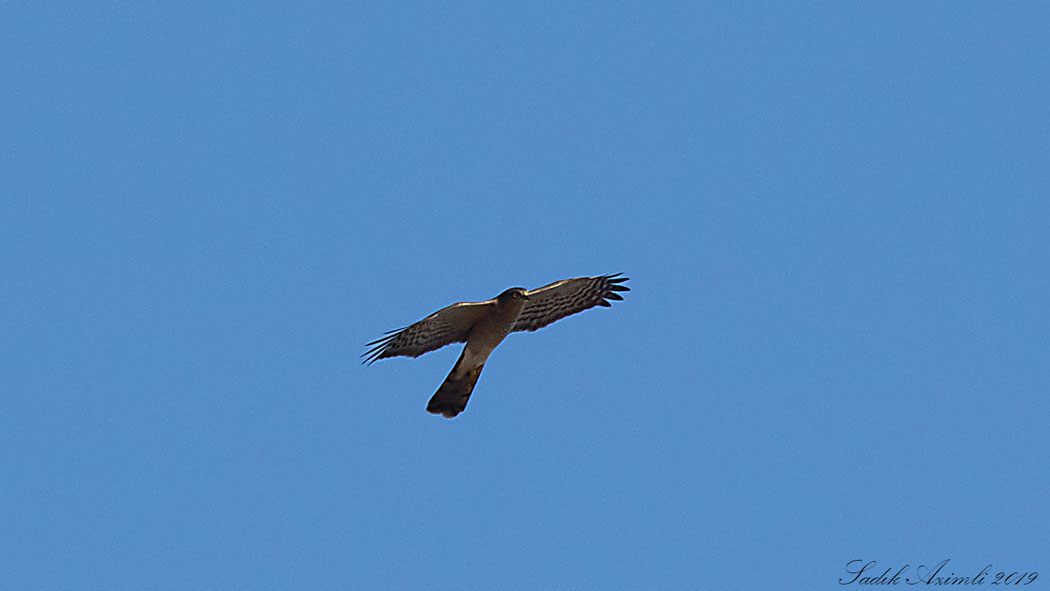 Eurasian Sparrowhawk