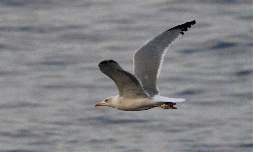 Yellow-legged Gull