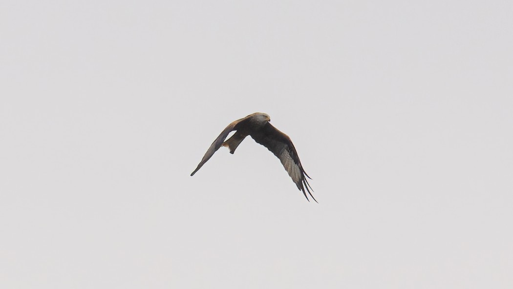Red Kite