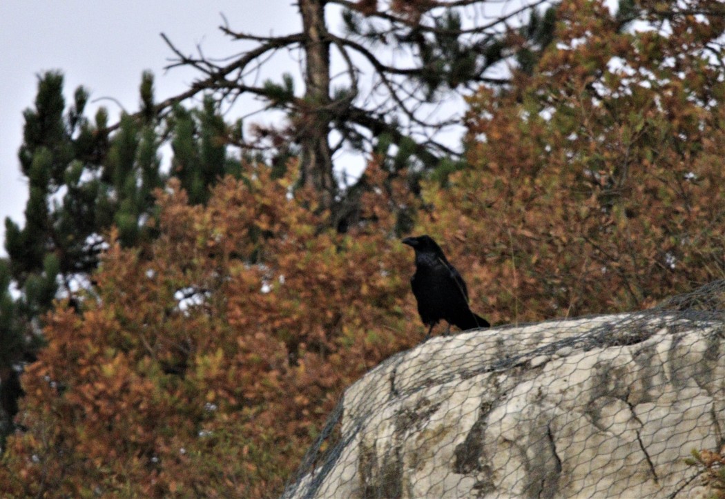 Northern Raven
