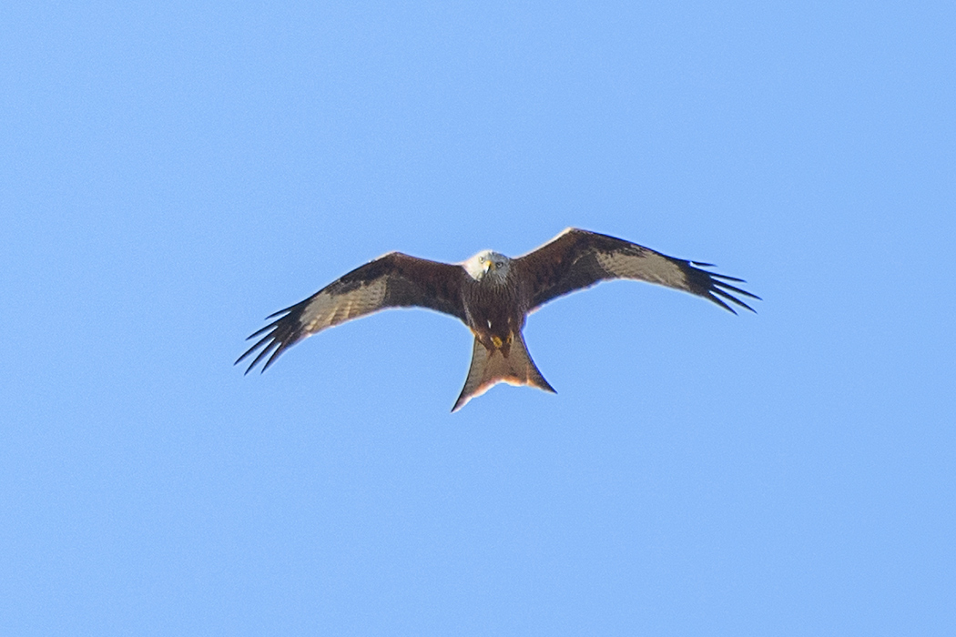 Red Kite