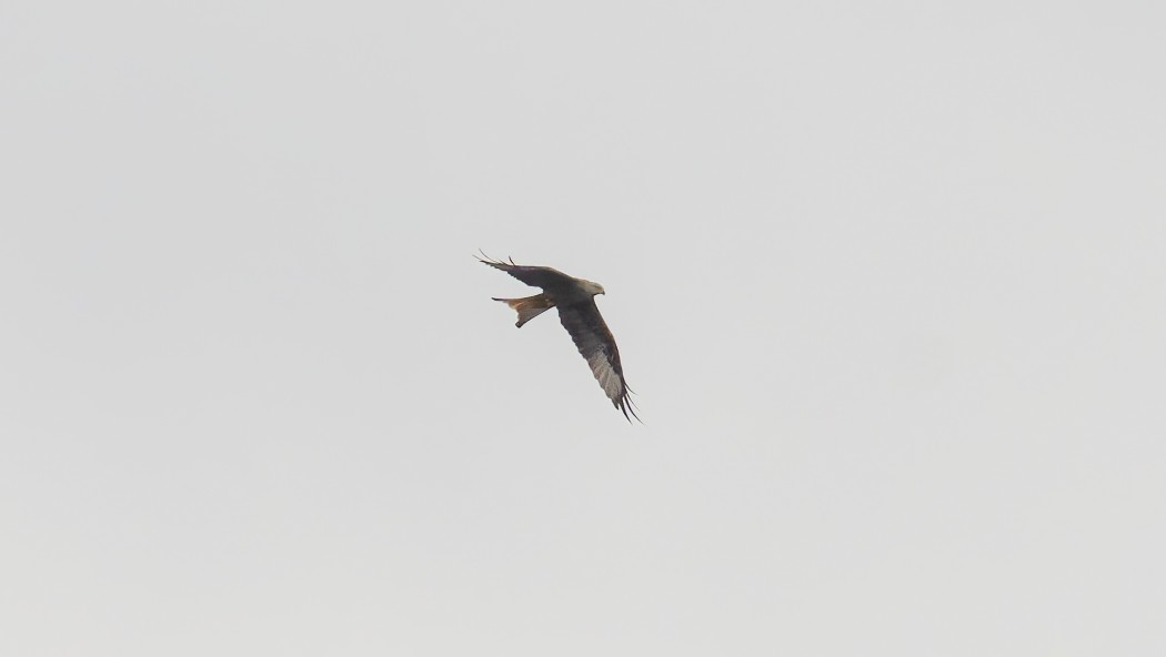 Red Kite