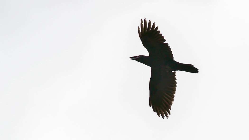 Rook
