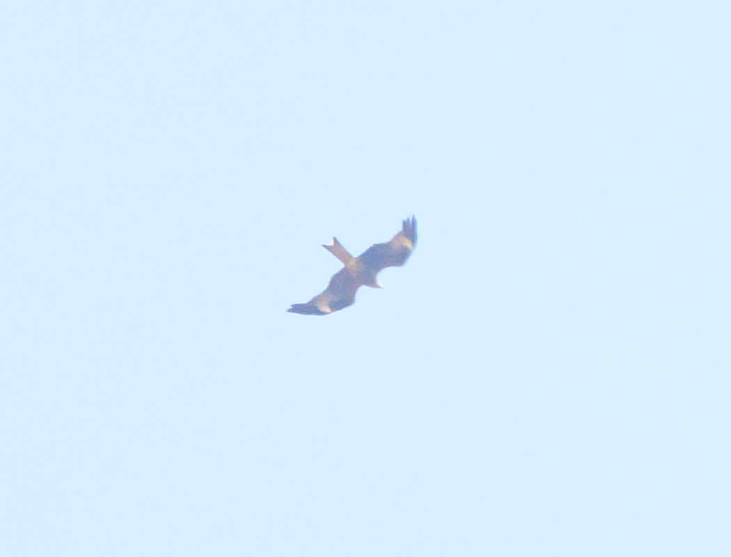 Red Kite