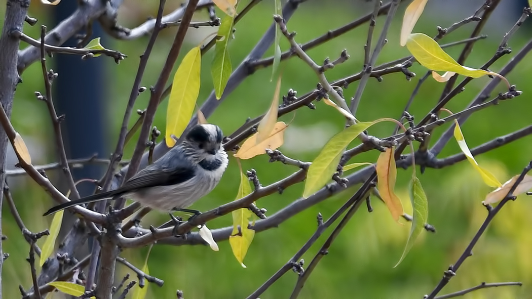 Long-tailed Tit