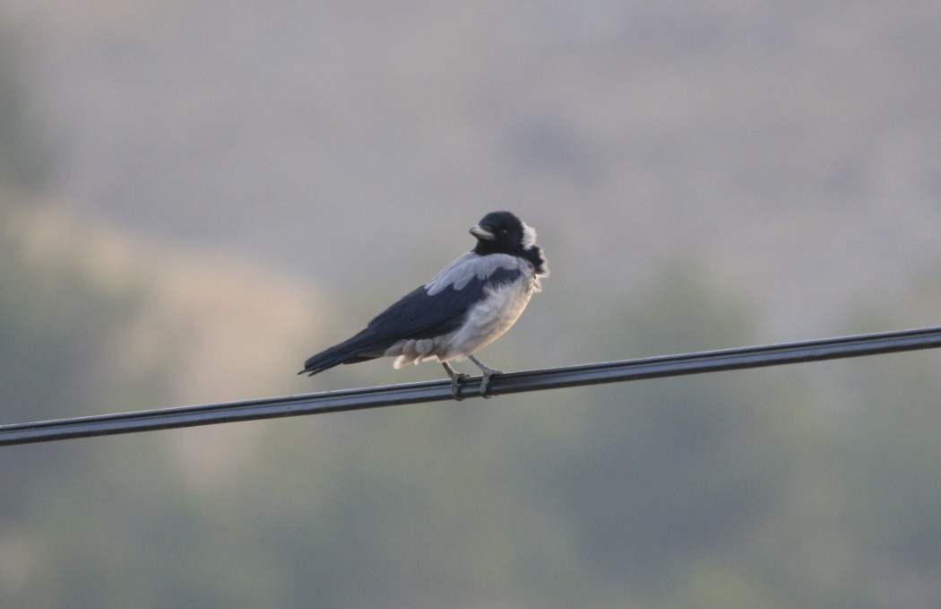 Hooded Crow