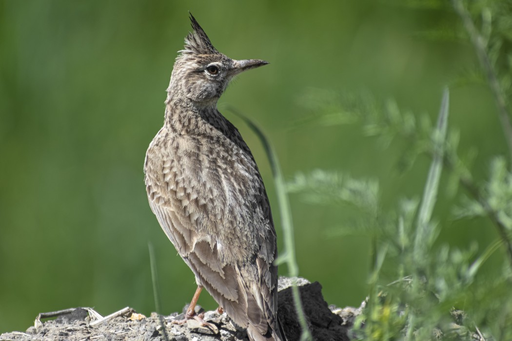 Crested Lark
