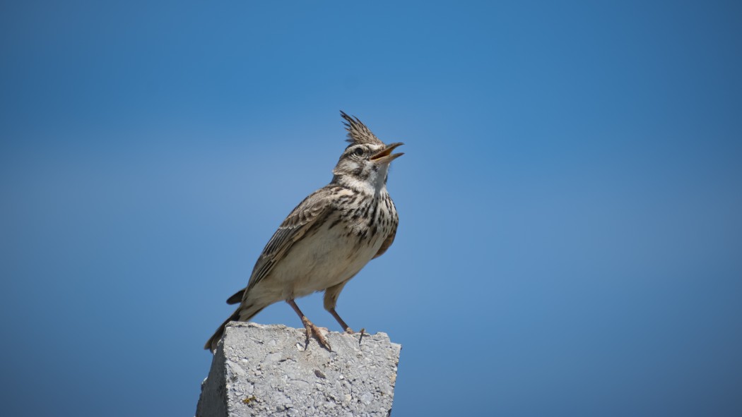 Crested Lark