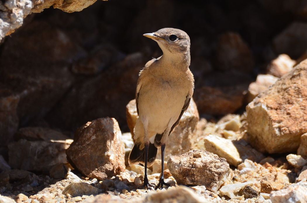 Isabelline Wheatear