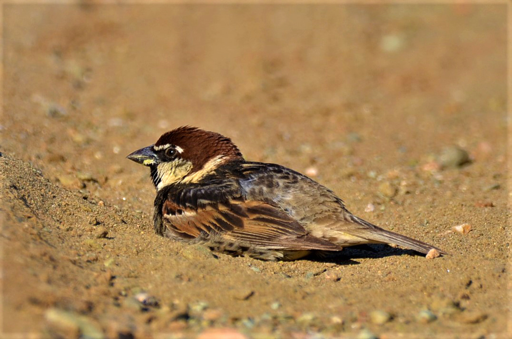 Spanish Sparrow