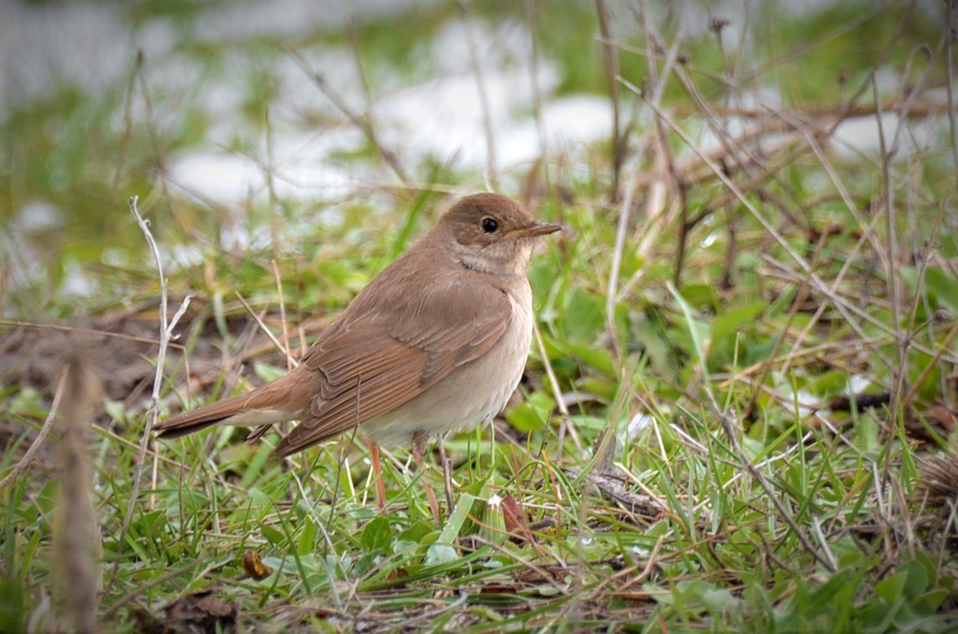 Common Nightingale