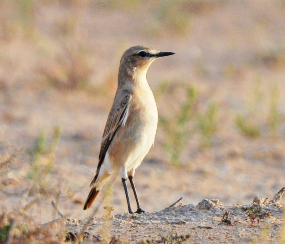 Isabelline Wheatear