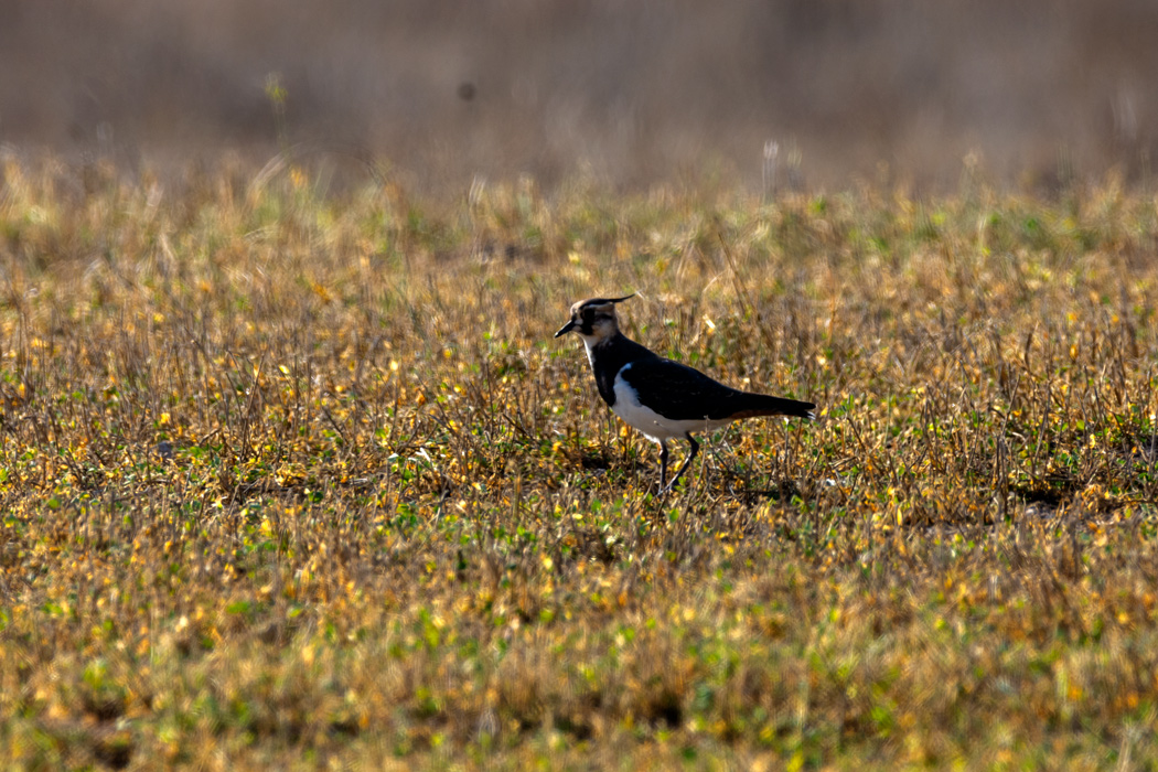Northern Lapwing