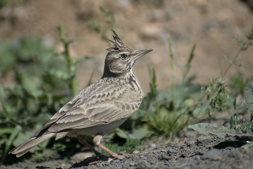 Crested Lark