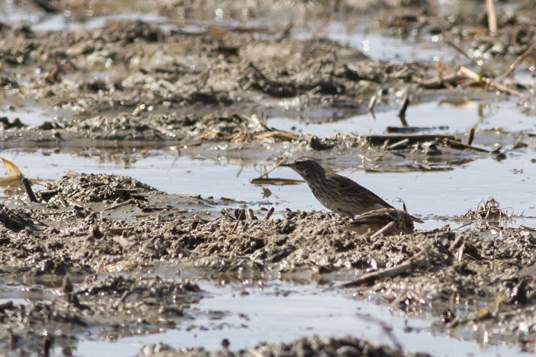 Water Pipit