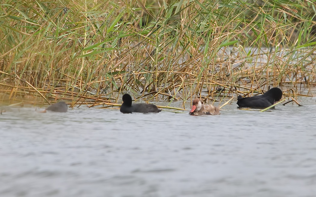 Red-crested Pochard