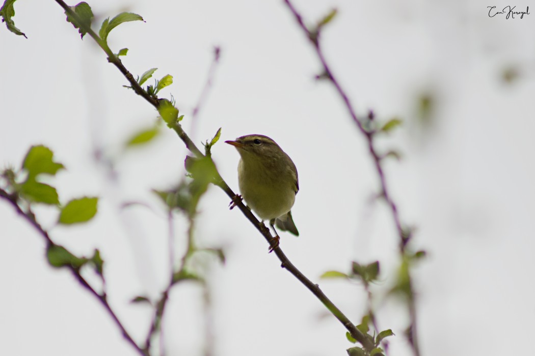 Willow Warbler
