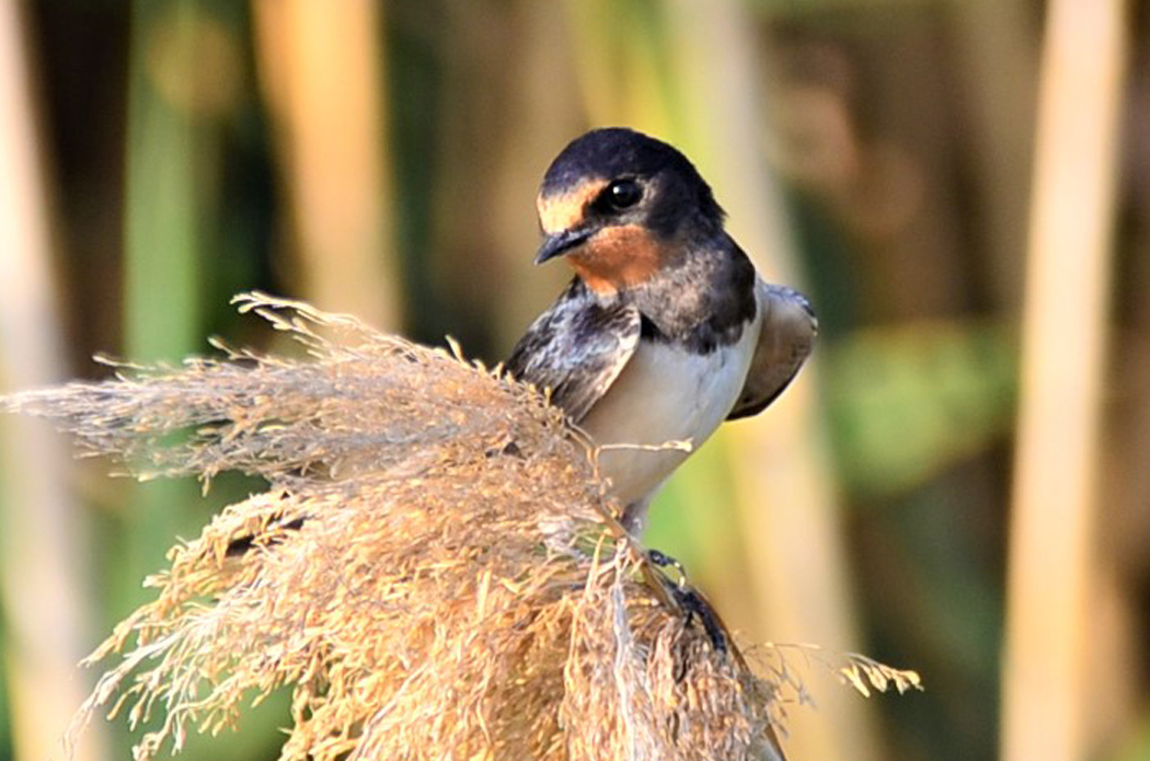 Barn Swallow