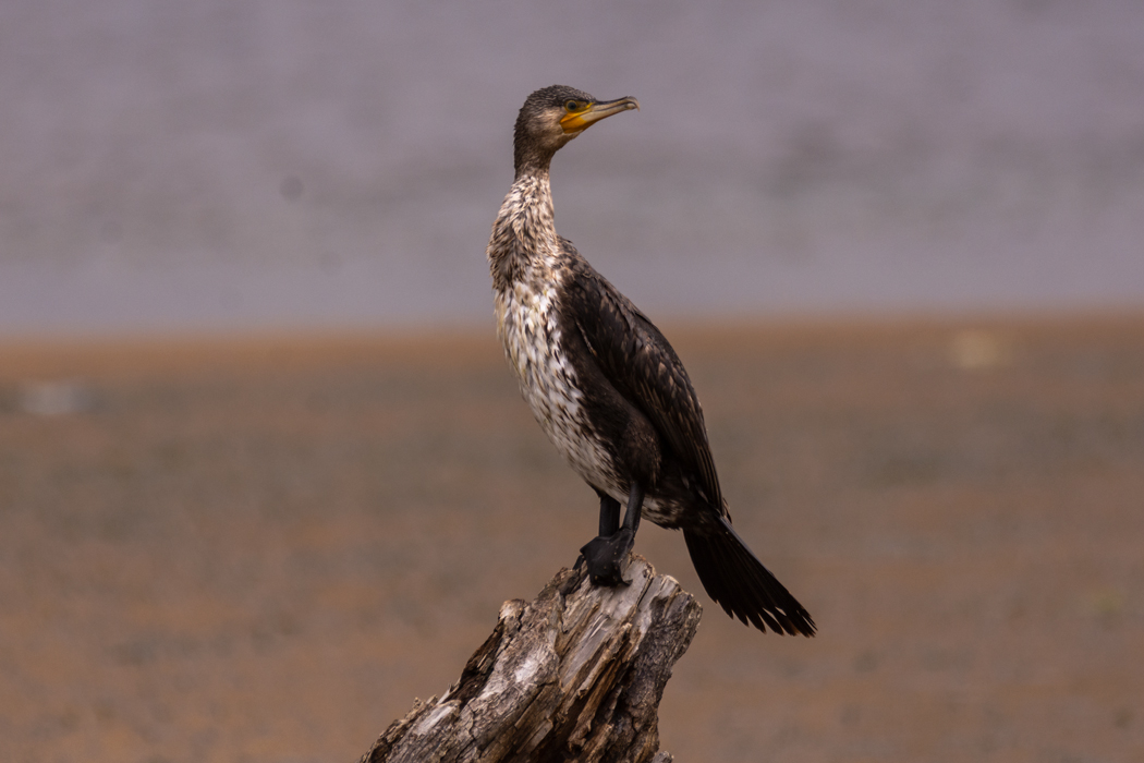 Great Cormorant