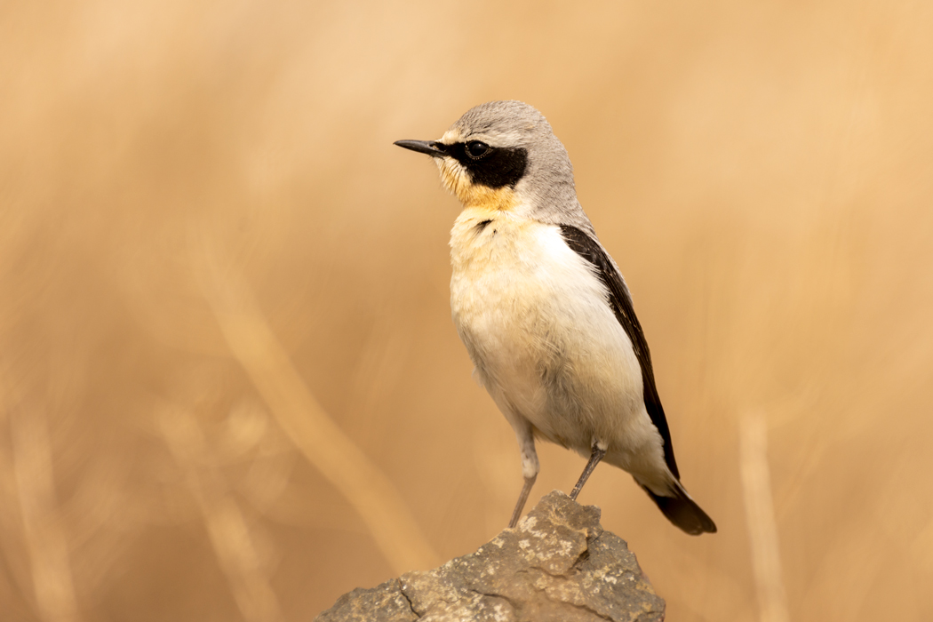 Northern Wheatear