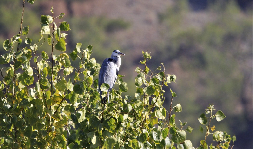 Grey Heron
