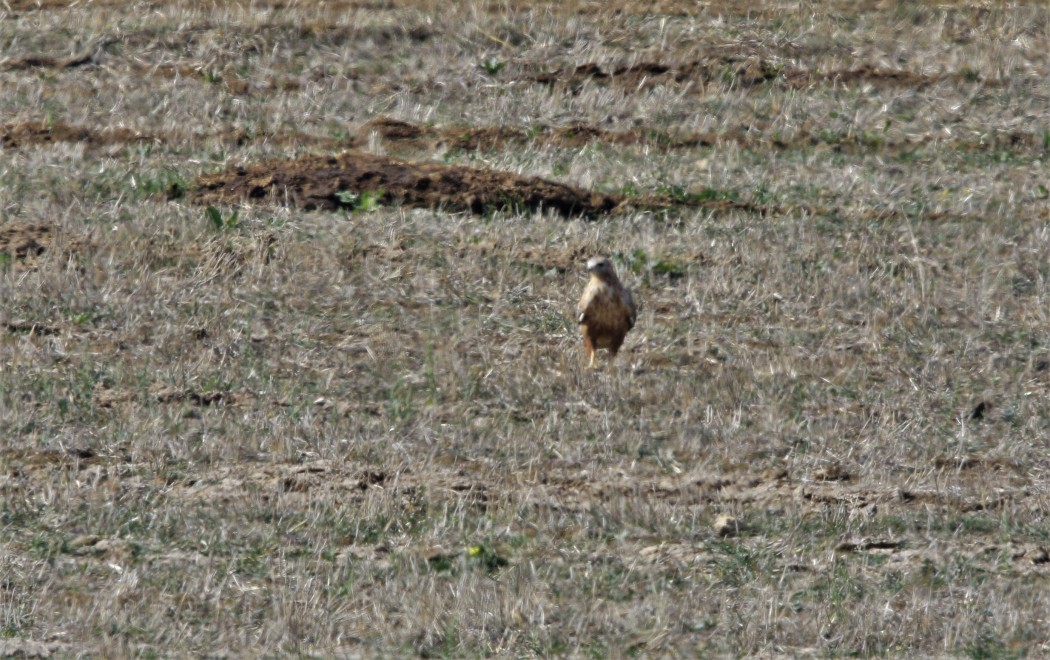 Long-legged Buzzard
