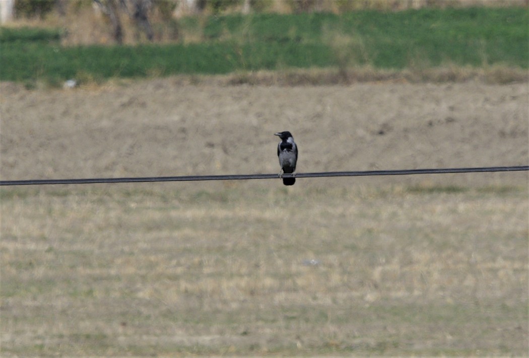 Hooded Crow