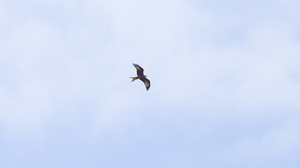 Red Kite