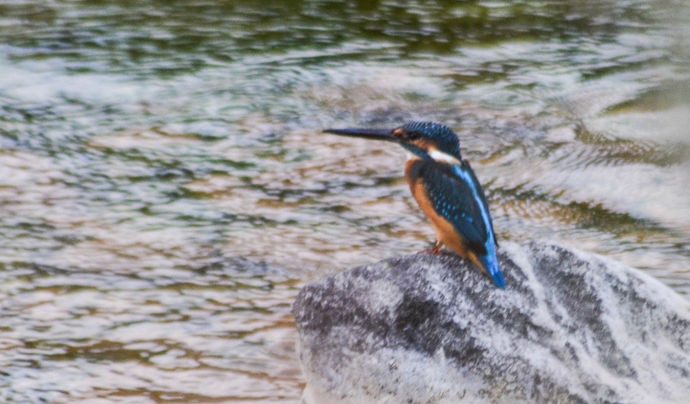 Common Kingfisher