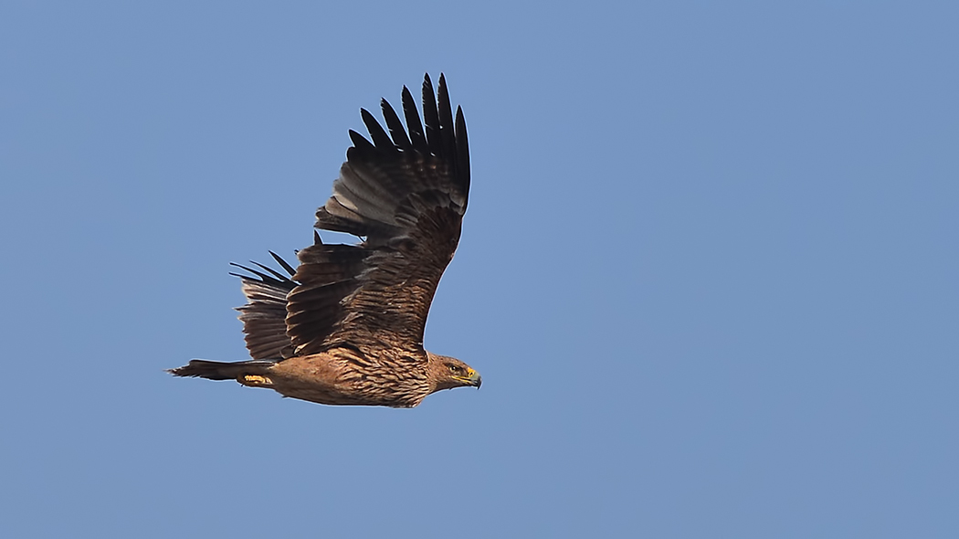 Eastern Imperial Eagle