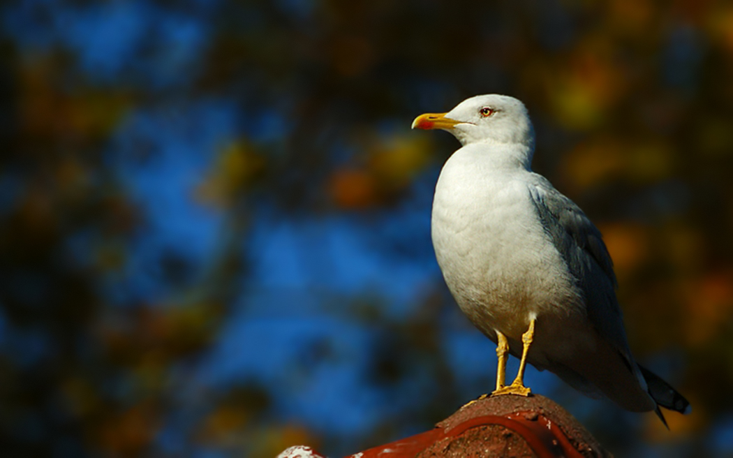 Yellow-legged Gull