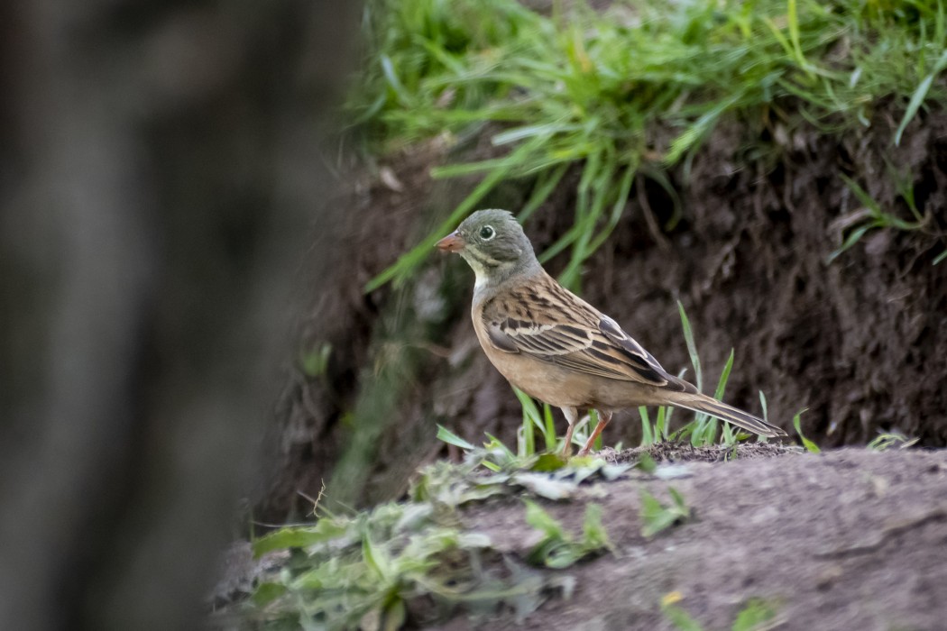 Ortolan Bunting