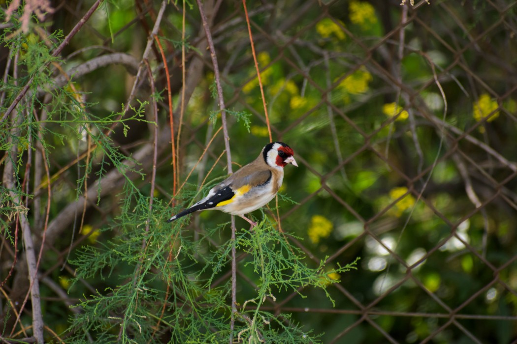 European Goldfinch