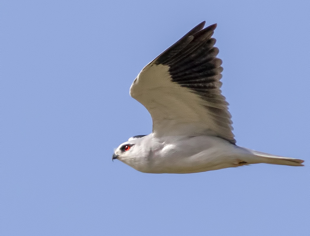 Black-winged Kite