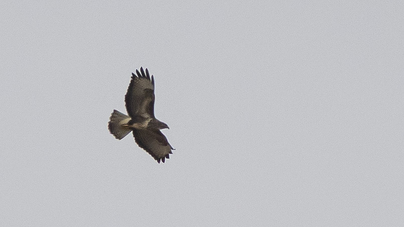 Common Buzzard