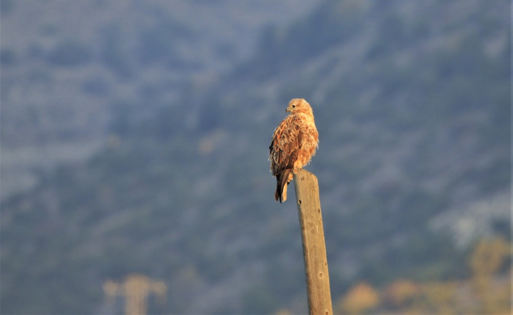 Long-legged Buzzard