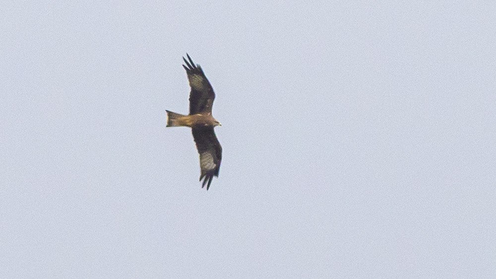 Black Kite