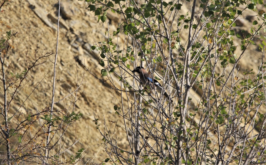 Eurasian Jay